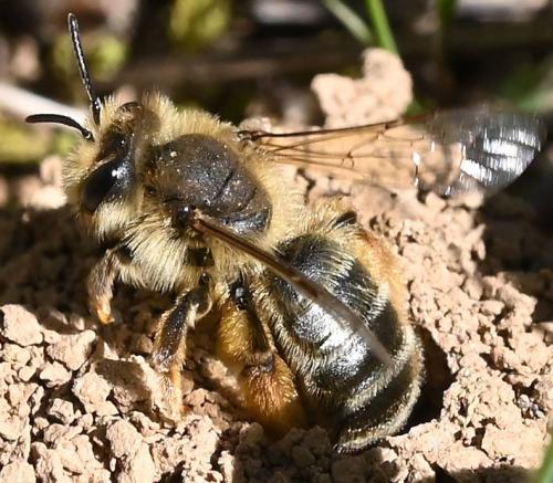 Andrena (livens-nigroolivacea)
